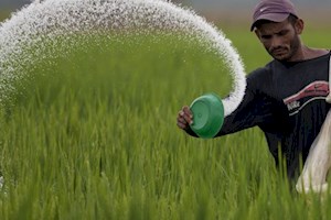 اخلال در تامین کود مورد نیاز کشاورزان با قطع گاز شرکتهای پتروشیمی
