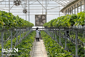 وقتی جانمایی غلط سوخت ملی را می‌سوزاند؛ پشت پرده گلخانه‌ استوایی در جلفا چیست؟