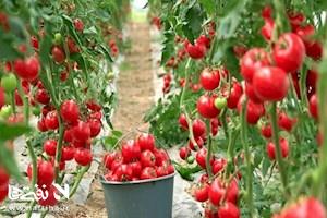 مدل فناورانه برای کاهش مصرف گاز در شهرک‌های گلخانه‌ای